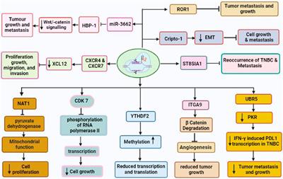 CRISPR/Cas9 as a therapeutic tool for triple negative breast cancer: from bench to clinics